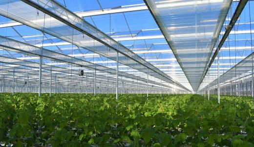 PhormiTex Crystal - Kas.Ko Cucumbers