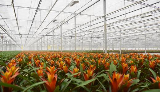 PhormiTex 66 & PhormiTex Super  - Best Bromelia
