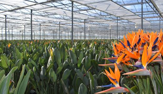 PhormiTex Bright - PandA