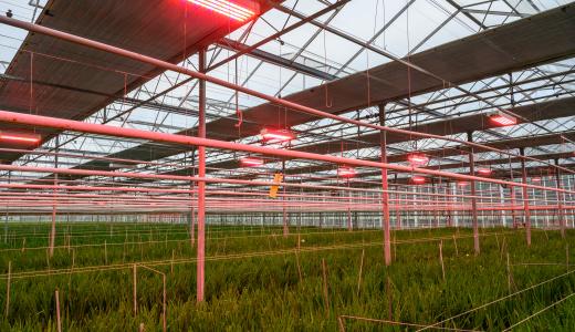 Noctis Thermo - Kwekerij Duinland