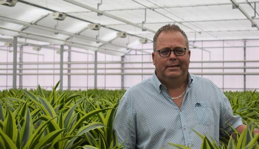 PhormiTex 77 & PhormiTex Super - Hedera Plant