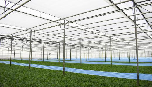 PhormiTex 77 & PhormiTex Super - Huijben Plants