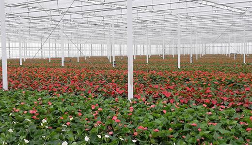 PhormiTex Lumina 60 – Feteris Plants