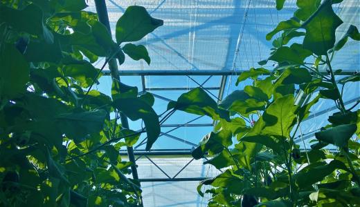 PhormiTex Crystal - Ignace Verhelst