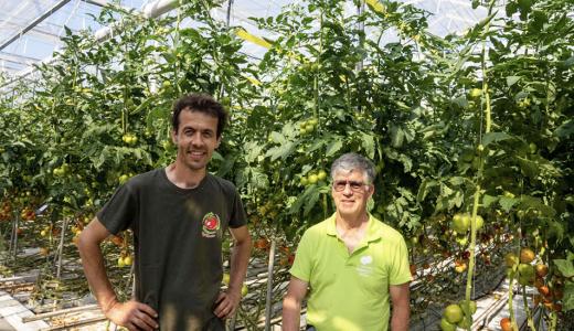 Diamond - Tomatenkwekerij Pijl