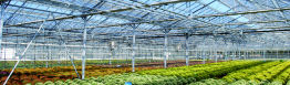 Open shading screens in a greenhouse