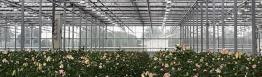 Light restriction screens in Dutch greenhouse